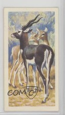 1962 Brooke Bond Asian Wild Life Tea Blackbuck #33 4az