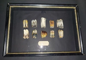 Cadre avec collection didactique dents fossiles bos priscus Equus pléistocène - Picture 1 of 5