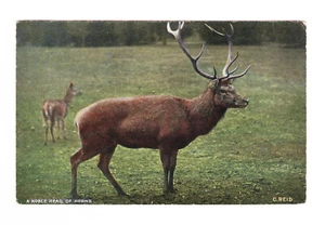 A Noble Head Of Horns Charles Reid Millar & Lang The National Series Postcard - Picture 1 of 2
