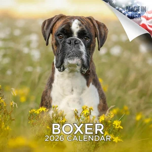 BOXER Wall Calendar 2026 Animal DOG Breed Lover Gift - Picture 1 of 2