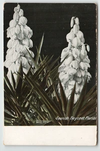 AK Spanisches Bajonett in Blüte in Florida - Bild 1 von 2