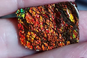 Drachenschuppen Ammolit mit Top Farben      (G67) - Picture 1 of 3