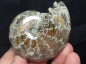 Ammonite Phylloceras Fossil from Madagascar 2.5" (106.7 gr.) - Picture 1 of 5
