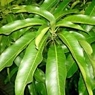 Ceylon Dry Mango Leaves 100% Organic