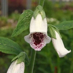 Foxglove Pam's Choice Plants x 3 Pack - 5cm Plug Plants - FREE Postage - Picture 1 of 6