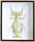 Real Walking Leaf phyllium Insect Taxidermy Display 3D Wooden Box Wall Decor