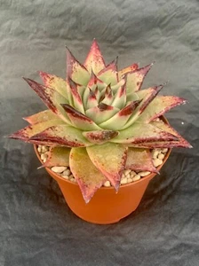 Echeveria Ebony Pot ø 10,5 - Picture 1 of 1