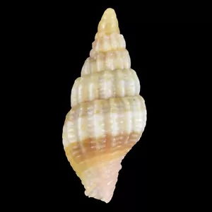 VEXILLUM DIUTENERUM (Isla Olango, Filipinas) 5,4 mm #47556 - Imagen 1 de 3