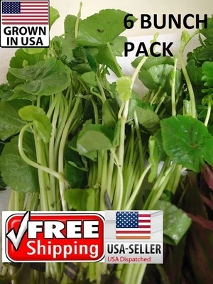 6 bunches Brazilian Pennywort plants Easy Aquarium aquascaping planted tank pond