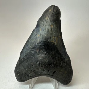 Megalodon Haizahn 4,52 Zoll - Unikat - Original Fossil - Carolina 19582 - Bild 1 von 8