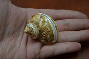 BRAUN GEBÄNDERTE PETHOLATUS JADE TURBO MUSCHEL EINSIEDLERKRABBE 1 1/2" - 2" #7334 - Bild 1 von 2