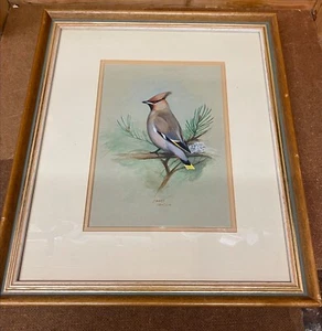 Atemberaubendes Original Aquarell von James Deacon of a Waxwing c1980 - Bild 1 von 8