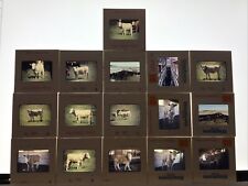 1976 Old 35mm Photo 16 Slide- Cows Posing Walking Hearding