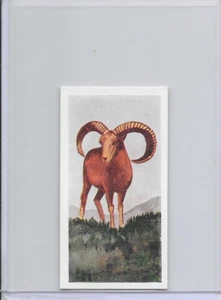 1954 Mountain Sheep Neilson's Chocolate Interesting Animals Card #15 - Picture 1 of 2