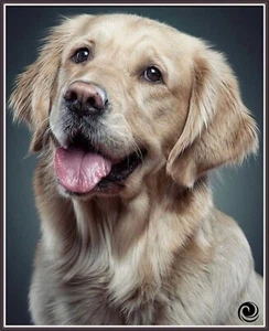 Golden Retriever - Portrait 1206 - Chart Counted Cross Stitch Pattern craft - Bild 1 von 5