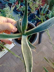 Agave Ingens Albo Marginata Pianta Succulenta Ø8 CM Cactus Kakteen - Foto 1 di 3