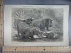 Rare Antique Orig VTG Flusspferd Hippopotamus Amphibius Mammal Art Print