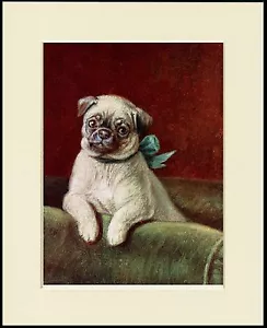 PUG LITTLE DOG IN A CHAIR LOVELY DOG PRINT MOUNTED READY TO FRAME - Picture 1 of 1