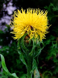 500 CENTAUREA MACROCEPHALA Seeds (Yellow Cornflower) | NON-GMO | Free shipping - Picture 1 of 3