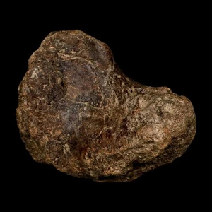 4.2" Ichthyosaurus Fossil Bone Section Dorset England Jurassic Marine Reptile - Picture 1 of 9