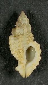 MUREX PAUPERCULUS 20.06mm BEAUTIFUL SPECIMEN Peanut Is., Palm Beach, Florida - Picture 1 of 2