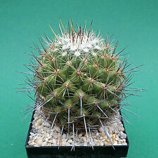 Thelocactus conothelos, 7,0 cm große ältere Pflanze, Kaktus (4062)