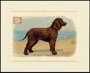 IRISH WATER SPANIEL TOLLE BACKPULVER WERBUNG HUND DRUCK RAHMENFERTIG MONTIERT - Bild 1 von 1