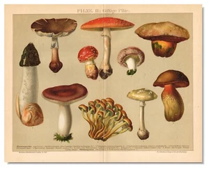 MUSHROOMS Toxic Antique Print 1898 Original Lithography Kitchen Wall Art Fungi - Picture 1 of 9