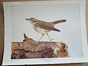 1902 ANTIQUE LOUISIANA WATERTHRUSH BIRD LITHOGRAPH PRINT - Picture 1 of 1