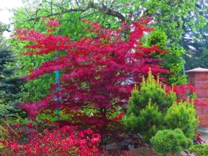 Amur Maple Tree Seeds for Planting - 30 Seeds - Acer tataricum ginnala - Picture 1 of 5