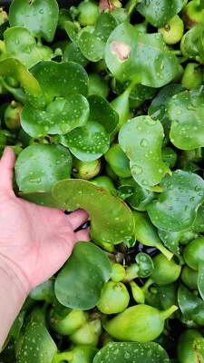 Live Water Hyacinth Tropical Aquatic Surface Pond Plant - Image 1 of 4