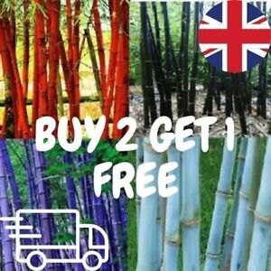 COLOURED Bamboo SEEDS RED GIANT PURPLE Viable Seeds - UK SELLER BUY 2 GET 1 FREE