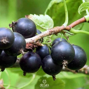 Big Black Currant 50 PCS /150 PCS Fresh Seeds. Ribes nigrum seeds - Picture 1 of 9