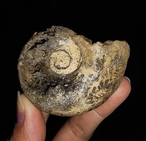 AMAZING AMMONITE!! RARE CHRYSTALIZED TRIASSIC FOSSIL FROM TIMOR, INDONESIA 53MM - Picture 1 of 10