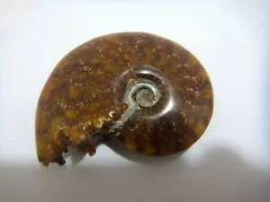 CLEONICERAS GANZE AMMONIT POLISHE groß 80 mm x 70 mm MADAGASKAR 115g st902 - Bild 1 von 4