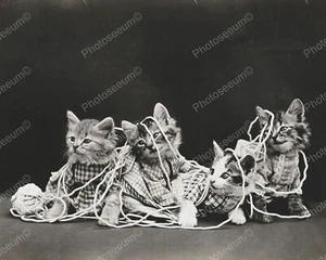 Kätzchen spielen im Garn 1919 8x10 Nachdruck des alten Fotos - Bild 1 von 1