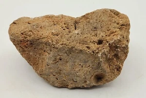 Creek Fossil Rock Display Stone Specimen Texas 1,5 lb. - Bild 1 von 9