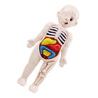 1 Set menschliches Rumpfmodell menschliche Körperorgane Modellbaugruppe Anatomie Puppe
