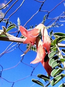 LIVING PLANT - SUTHERLANDIA FRUTESCENS - SOME CALL IT 'CANCER BUSH' - Picture 1 of 5