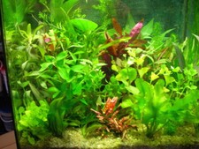 lot de 65  brins  de plantes  aquarium  + 1 lot gratuit