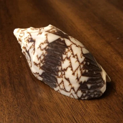 3,25”x1,5” Natural Cymbiola Crisostoma Volute Sea Shell TX Costa del Golfo Espécimen Foto 1 de 4