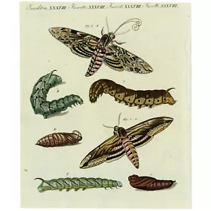 Seltener handkolorierter BERTUCH-Stich von 1790, SPHINXMOTTEN - Bild 1 von 8