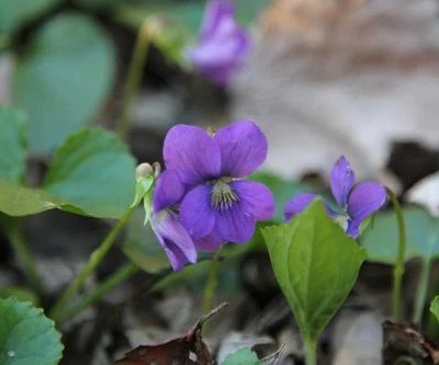 15 Wild Violet Plants, Perennial, Sweet Violet, Organic Violet, Medicinal Plant - Image 1 of 4
