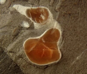 CALCEDONIO var. CARNELIANO --- REPUBBLICA CECA - Nová Paka - Brdo /kz387 - Foto 1 di 12