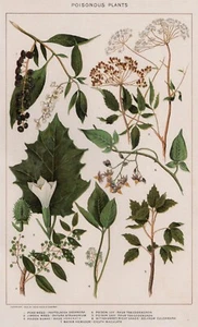 POISONOUS PLANTS: Genuine 1902 (Dated) Stone Chromolithograph Botanical Datura - Picture 1 of 3