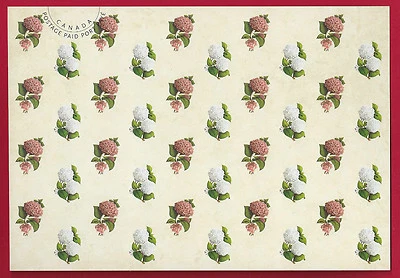 🍁2016   Canada    "PINK  HYDRANGEAS"    Brand New  2016  Postcard - Image 1 of 2