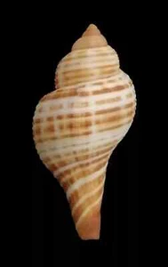 Conchiglia Shell TAPHON CLAVELLA f. MAGANENSIS Oman 48,3 mm # Mi78 - Picture 1 of 4