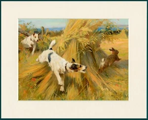 FOXTERRIER HUNDE JAGEN KANINCHEN IM MAISFELD HUND DRUCK RAHMENFERTIG MONTIERT - Bild 1 von 1