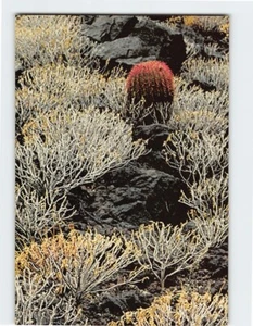 Postkarte Florida - Bild 1 von 2