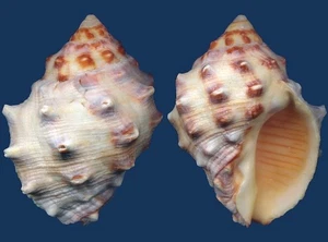 Shell Mancinella mancinella Seashell - Imagen 1 de 2
